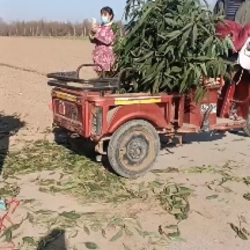 新品种桃树苗