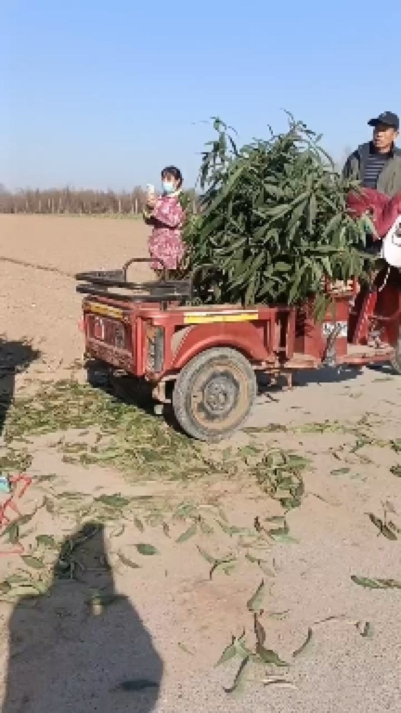 新品种桃树苗