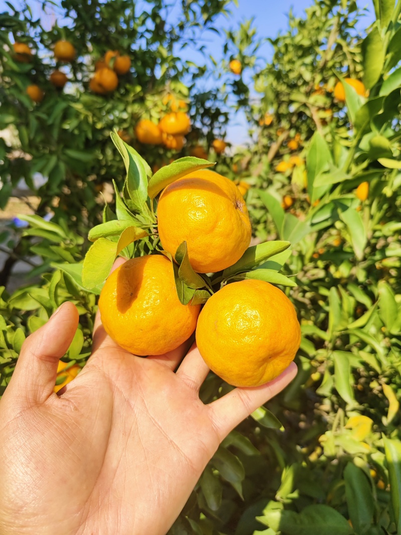 芦柑椪柑产地一手货源对接市场电商可视频看货