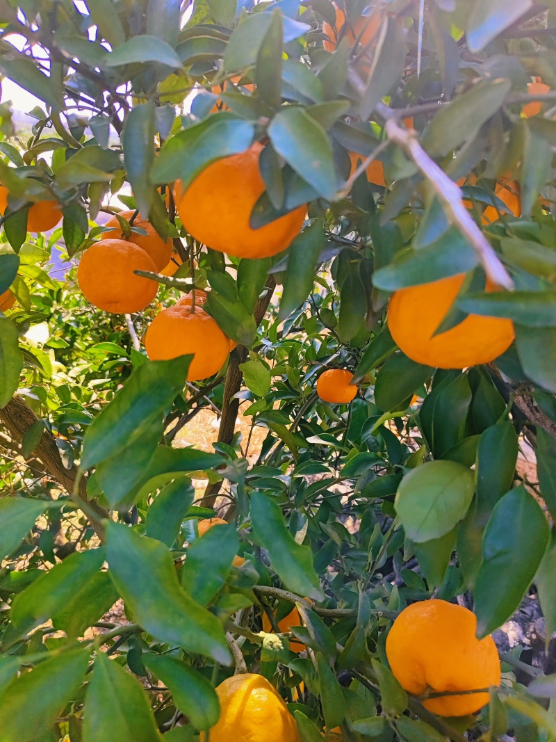 芦柑椪柑产地一手货源对接市场电商可视频看货