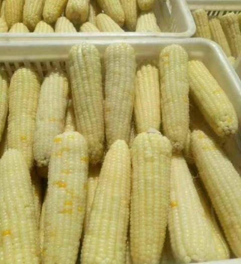 速冻甜糯玉米，货源充足，供货稳定！可视频看货！