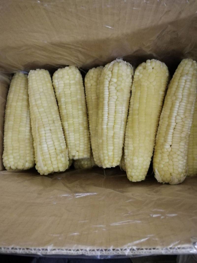 速冻甜糯玉米大量有货，保质保量供应，欢迎来电洽谈