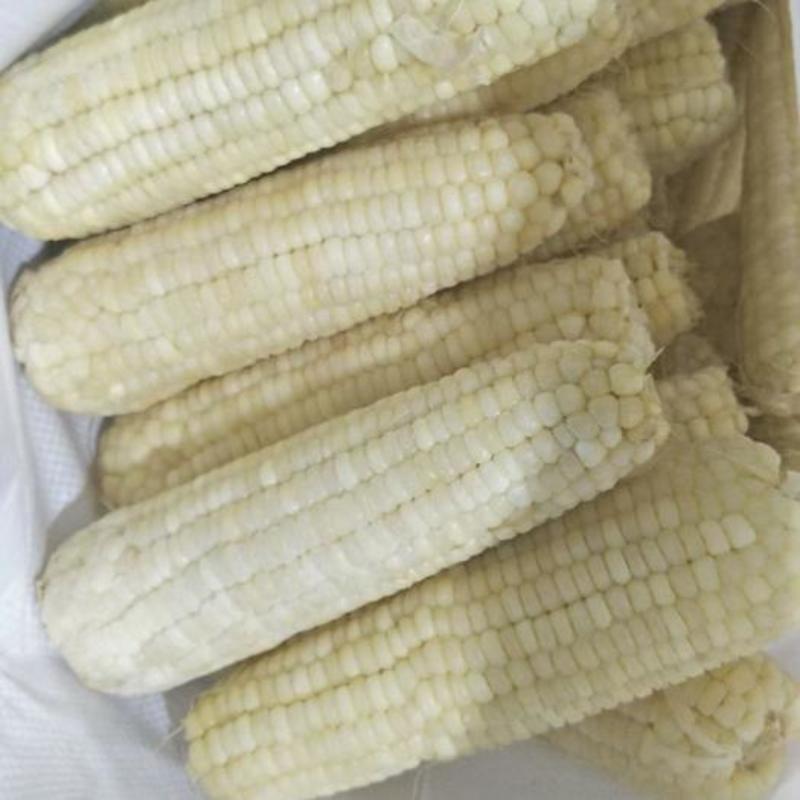 速冻甜糯玉米大量有货，保质保量供应，欢迎来电洽谈