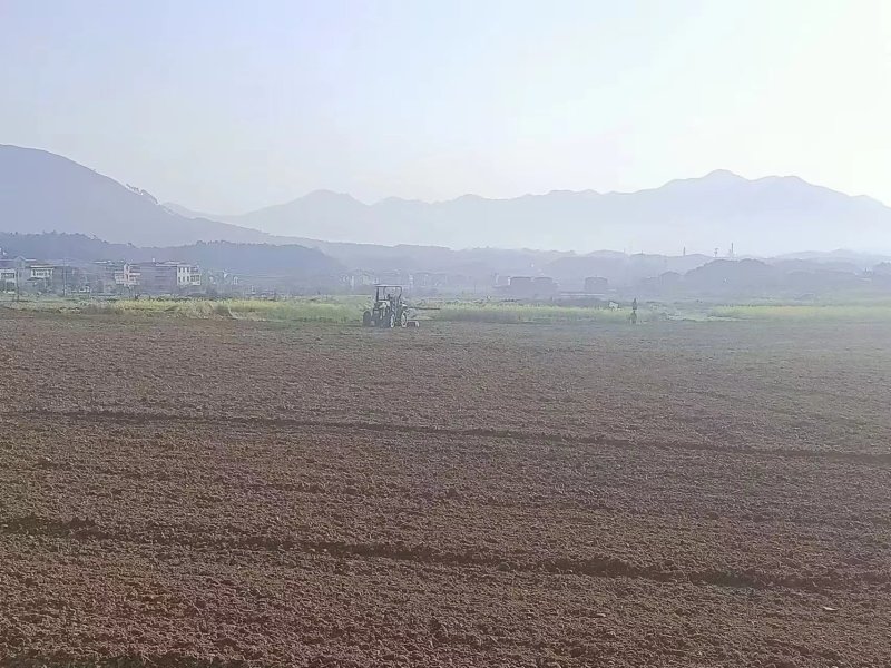 需求冬瓜的客商前来洽谈合作，我们种植冬瓜，诚信经营