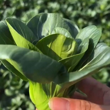 (精品上海青矮脚菜)大量上市，150亩种植，可批发