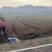 稻田2000亩，耕地400亩种植冬瓜蔬菜的客商前来洽谈