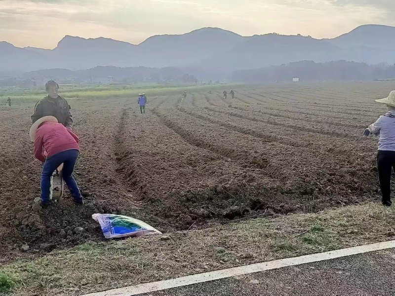 稻田2000亩，耕地400亩种植冬瓜蔬菜的客商前来洽谈