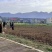 稻田2000亩，耕地400亩种植冬瓜蔬菜的客商前来洽谈