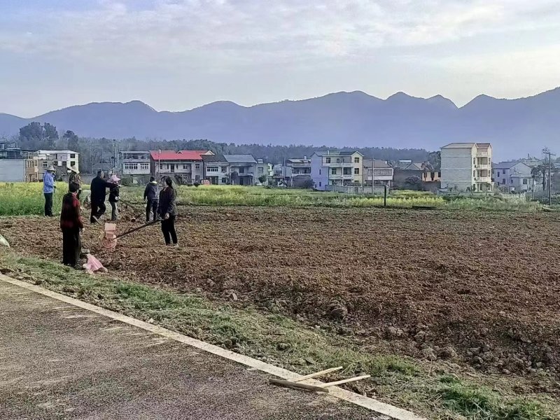 稻田2000亩，耕地400亩种植冬瓜蔬菜的客商前来洽谈