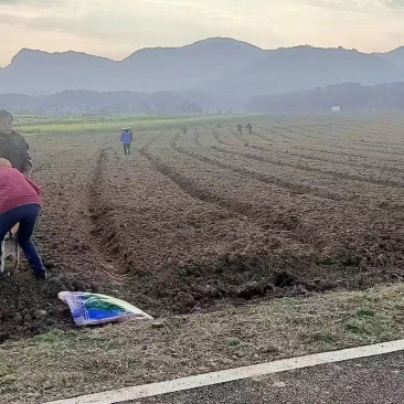 稻田2000亩，耕地400亩种植冬瓜蔬菜的客商前来洽谈