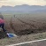 稻田2000亩，耕地400亩种植冬瓜蔬菜的客商前来洽谈