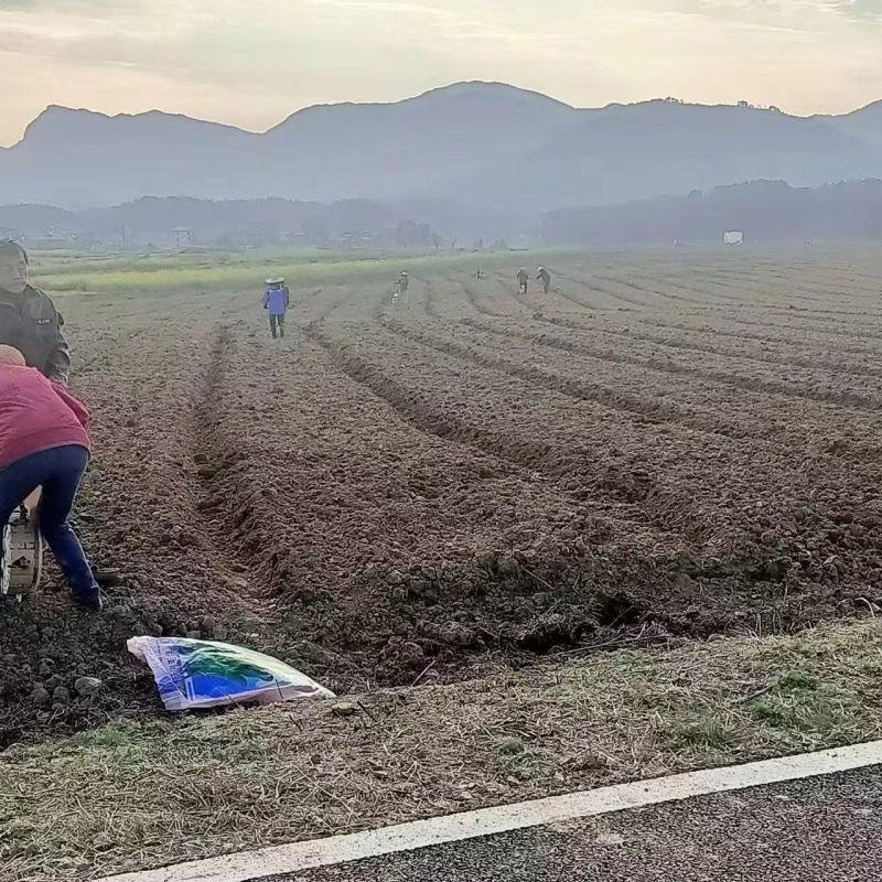 稻田2000亩，耕地400亩种植冬瓜蔬菜的客商前来洽谈