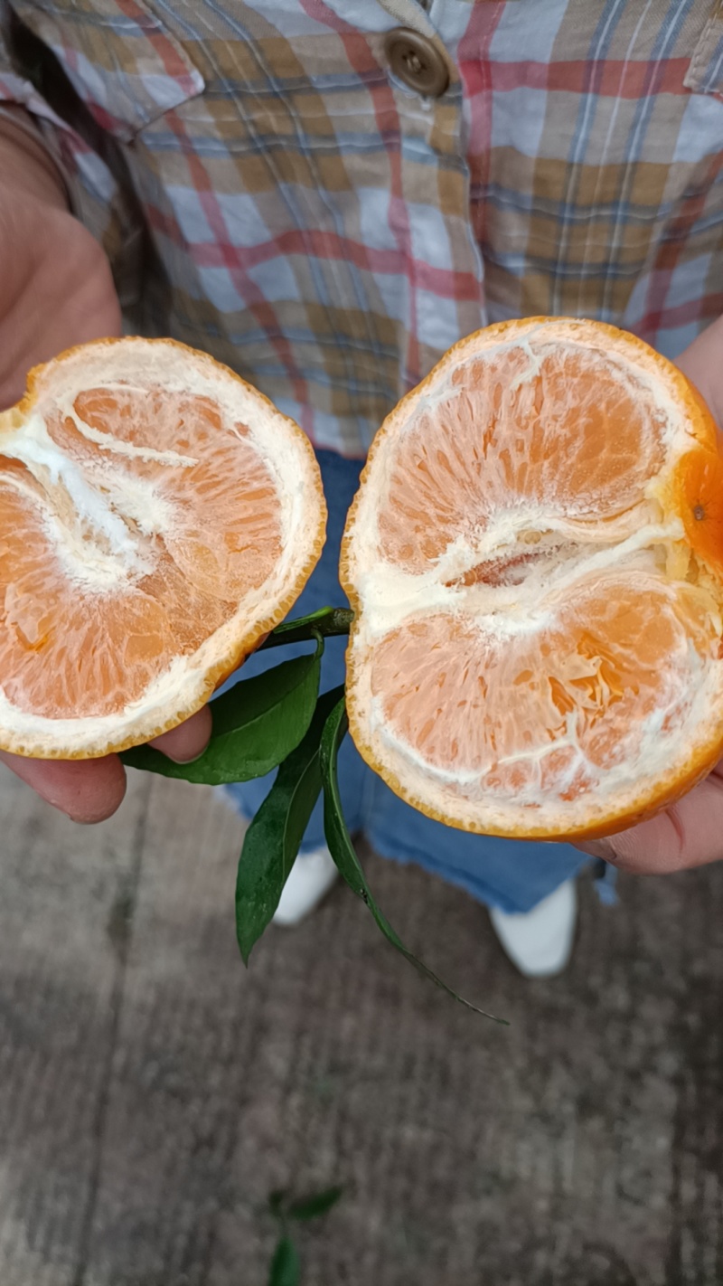 沃柑柑橘品种中的精品，口感细腻化渣，皮薄肉厚