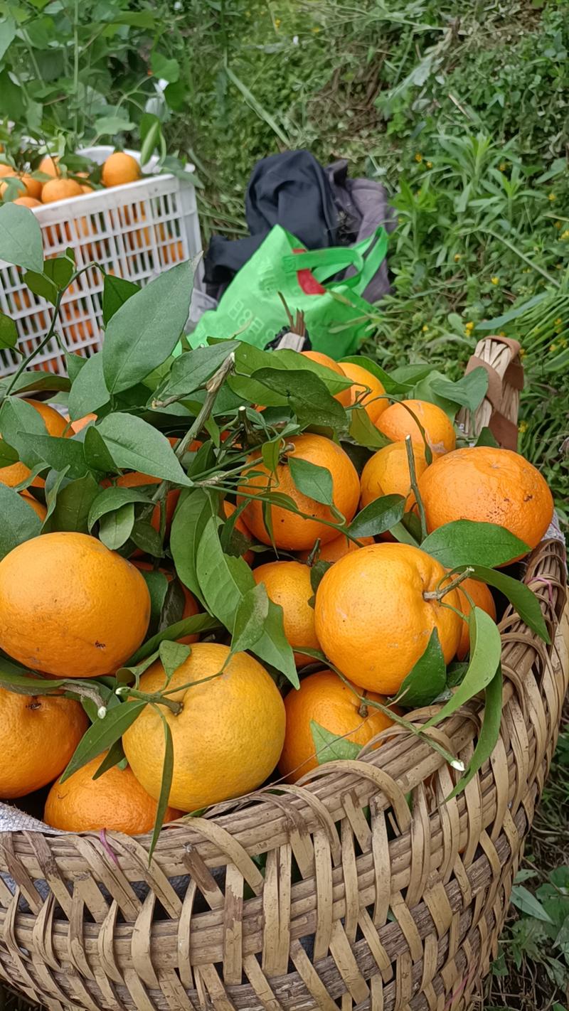 沃柑柑橘品种中的精品，口感细腻化渣，皮薄肉厚