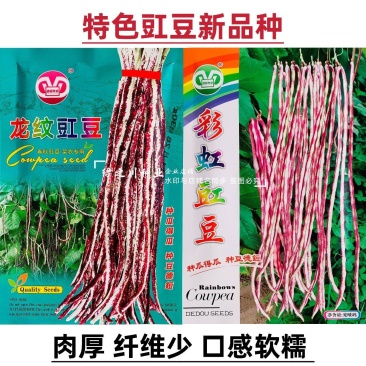 彩纹豇豆种子花皮豇豆龙纹豇豆种子口感软糯特色长豆角种子