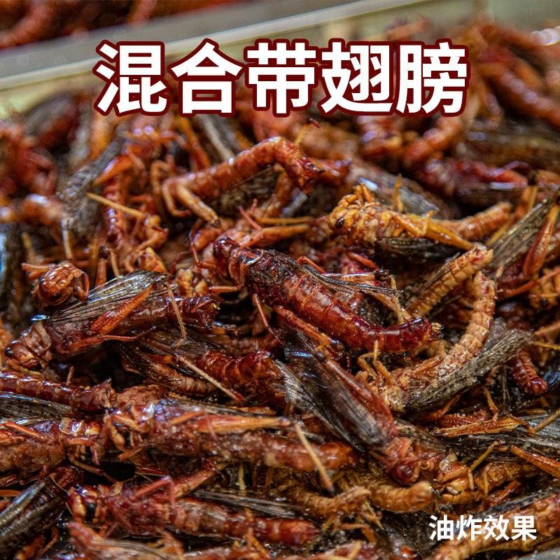 沂蒙山区纯母大蚂蚱昆虫冷冻新鲜香脆带籽美食蚂蚱