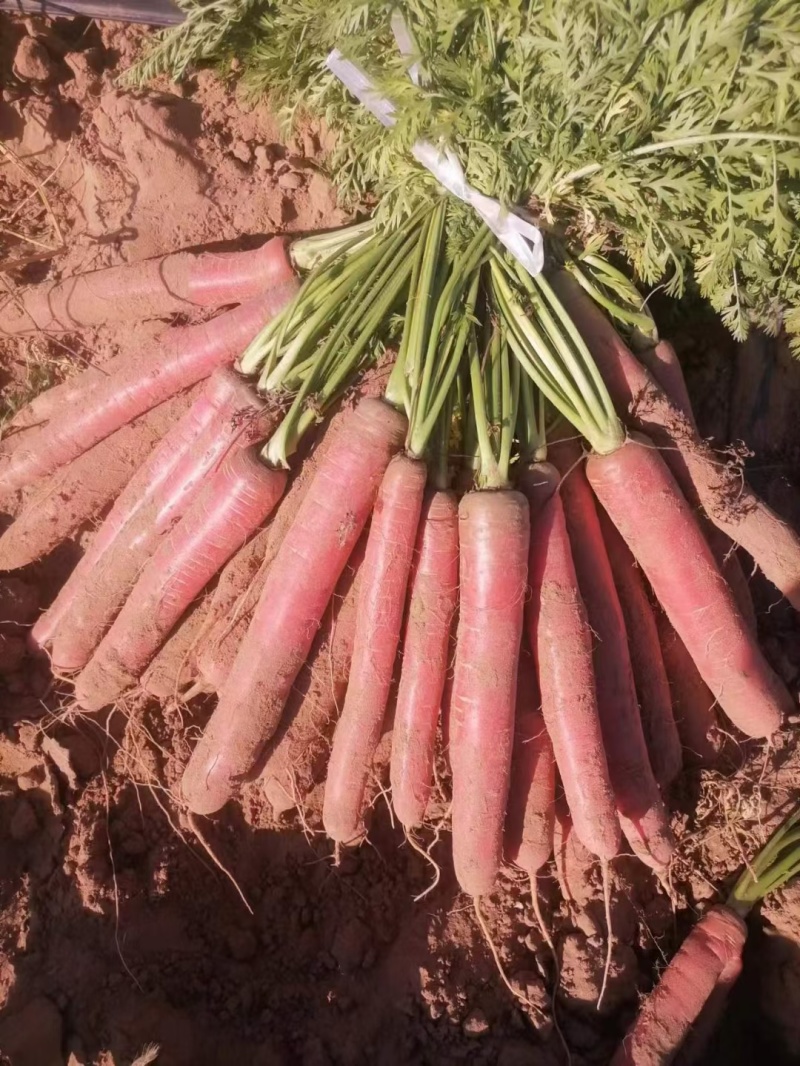 带樱子红萝卜，支持扣称。