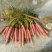 带樱子红萝卜，支持扣称。