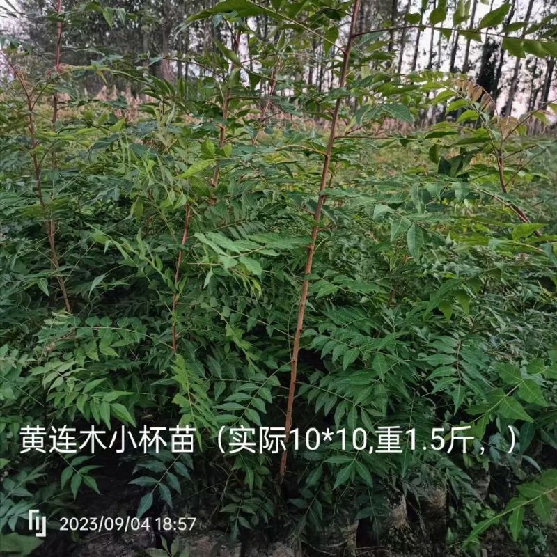 湖北黄连木小杯苗。大量有货基地发货，欢迎咨询，实地考察