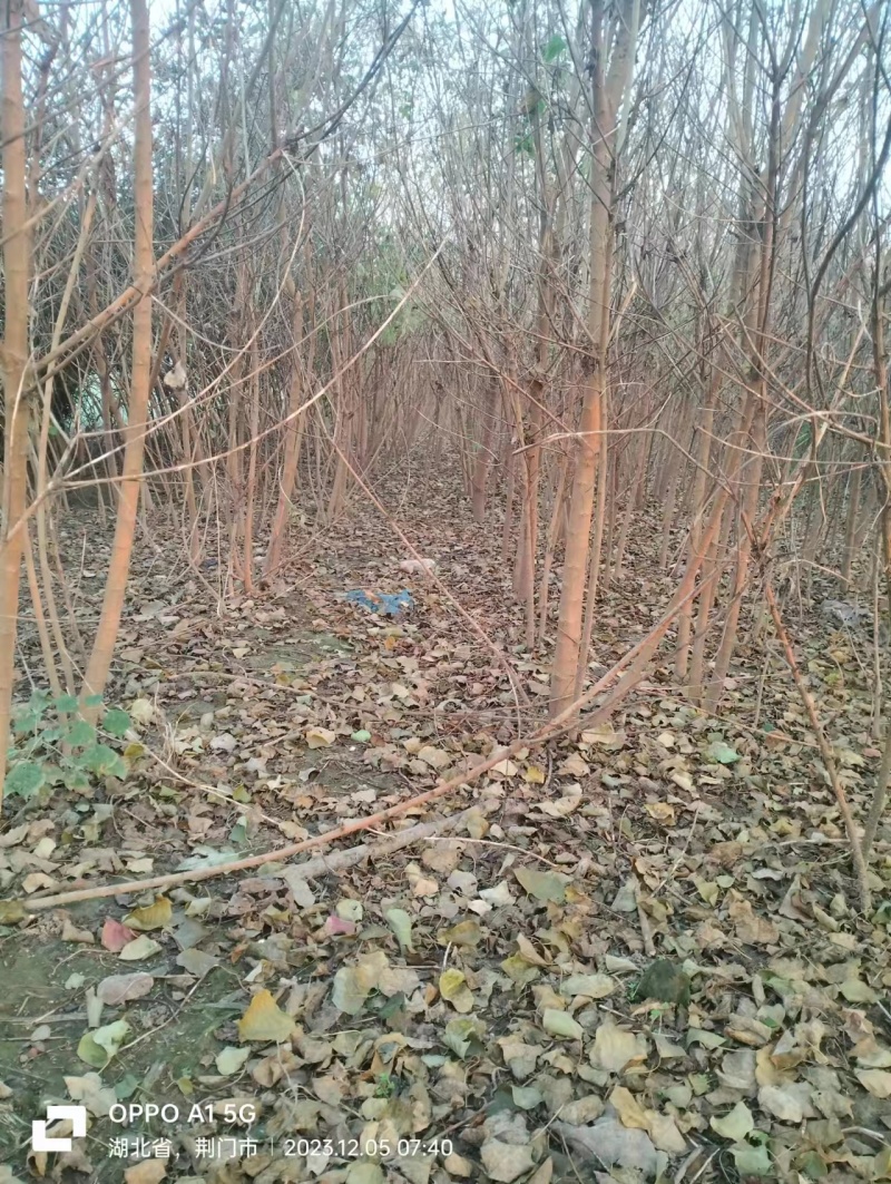 湖北乌桕地苗欢迎咨询，实地考察，洽谈合作，本人从业多年