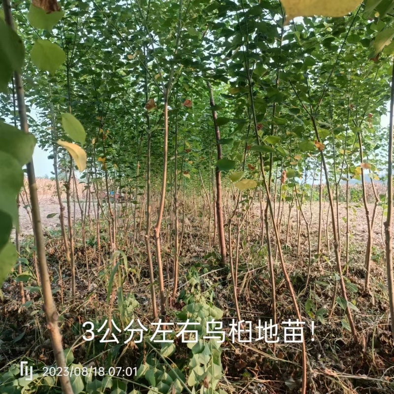 湖北乌桕地苗欢迎咨询，实地考察，洽谈合作，本人从业多年