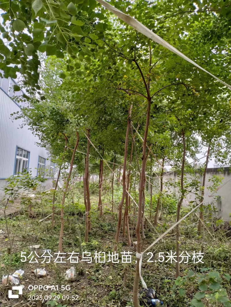 湖北乌桕地苗欢迎咨询，实地考察，洽谈合作，本人从业多年