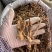 玉竹野生玉竹个子纯无硫不酸煲汤鲜味甜一手货源稳定供货