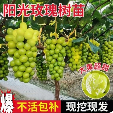 【可签合同】新品种阳光玫瑰葡萄树苗包品种包成活假一赔万