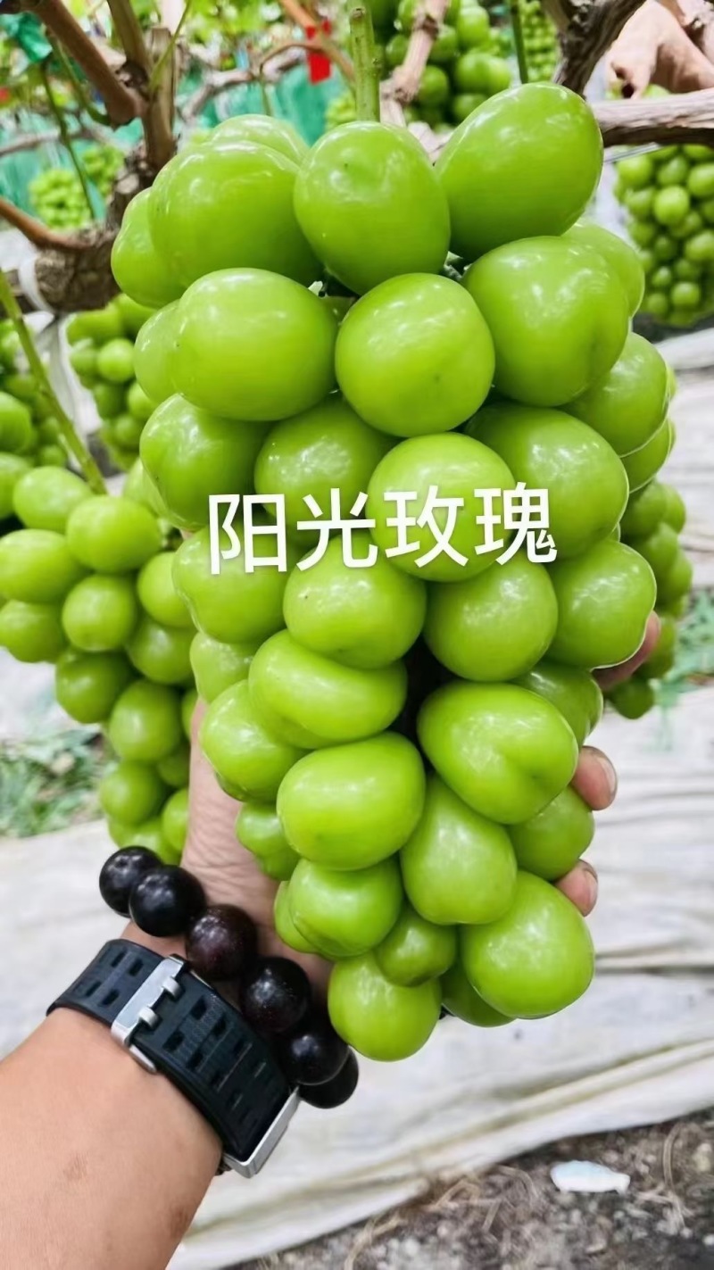 【可签合同】新品种阳光玫瑰葡萄树苗包品种包成活假一赔万