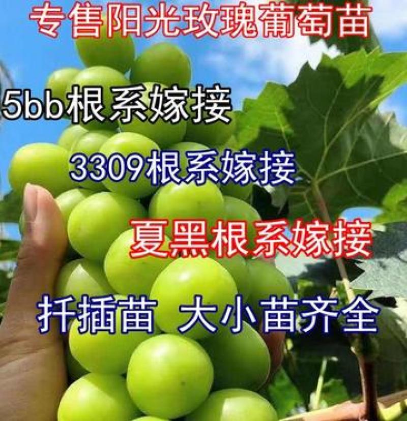 【可签合同】新品种阳光玫瑰葡萄树苗包品种包成活假一赔万