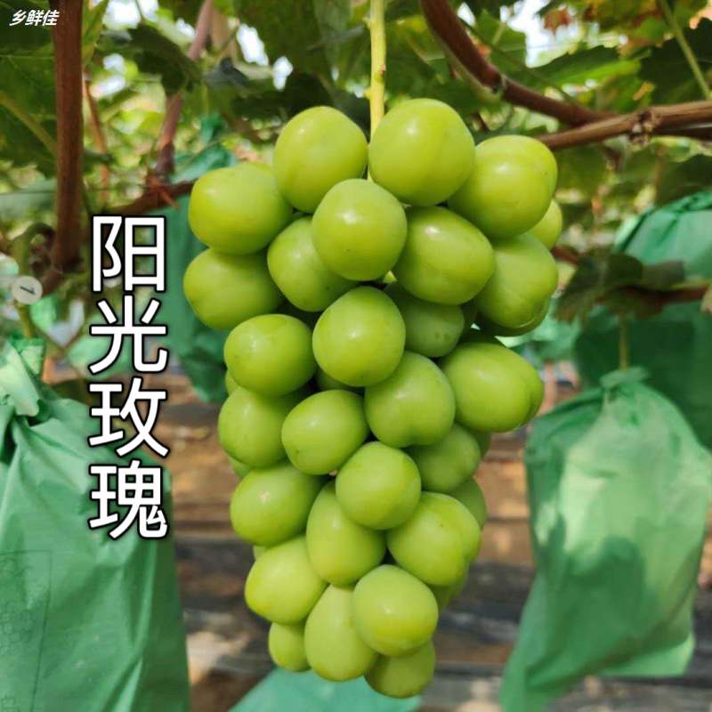 【可签合同】新品种阳光玫瑰葡萄树苗包品种包成活假一赔万