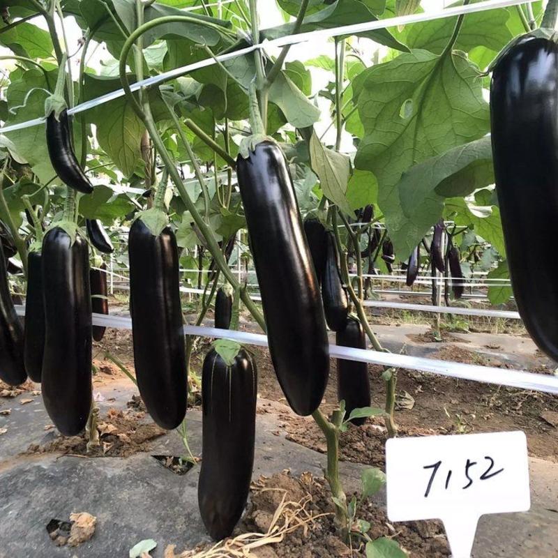 比亚久7152绿萼茄子种子适合春秋保护地和露地栽培