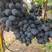 优质秋黑葡萄苗木，纯正品种，价格低廉，昌黎基地直发