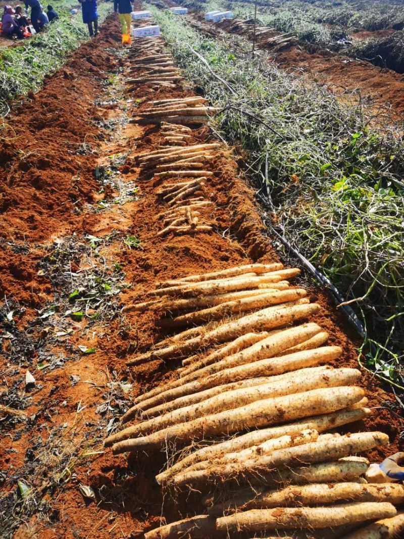 【精】淮山药广西山药产地直供一手货源电商货市场货