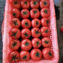 产地硬粉西红柿，大量供货，货多量大，可以提供各种包装