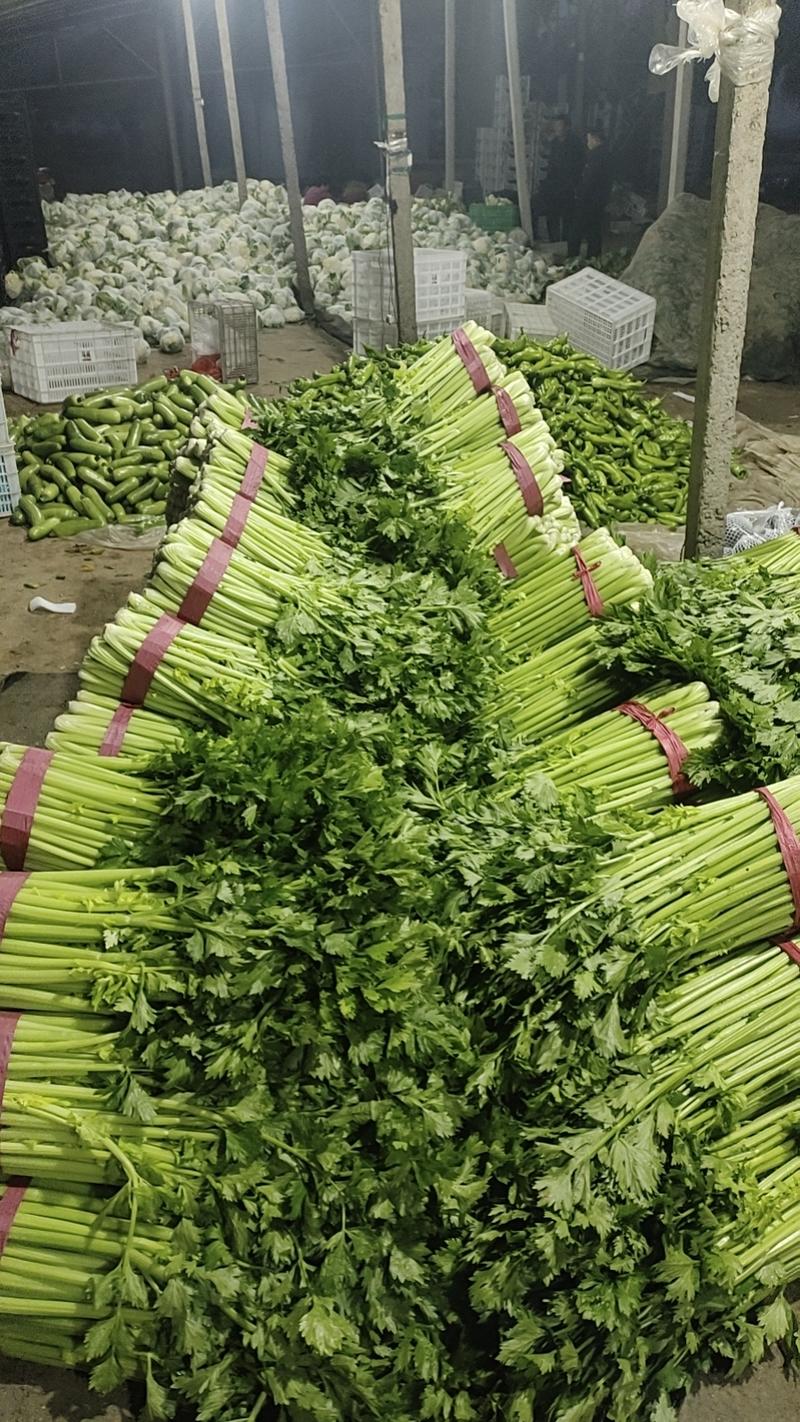 产地芹菜大量供货要的，老板可以联系，这边可以长期供货。