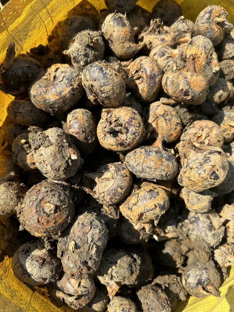 广西水果马蹄产地直销，价格实惠