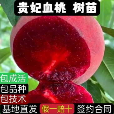实力血桃苗贵妃血桃树苗基地直发签约合同种植实地考察