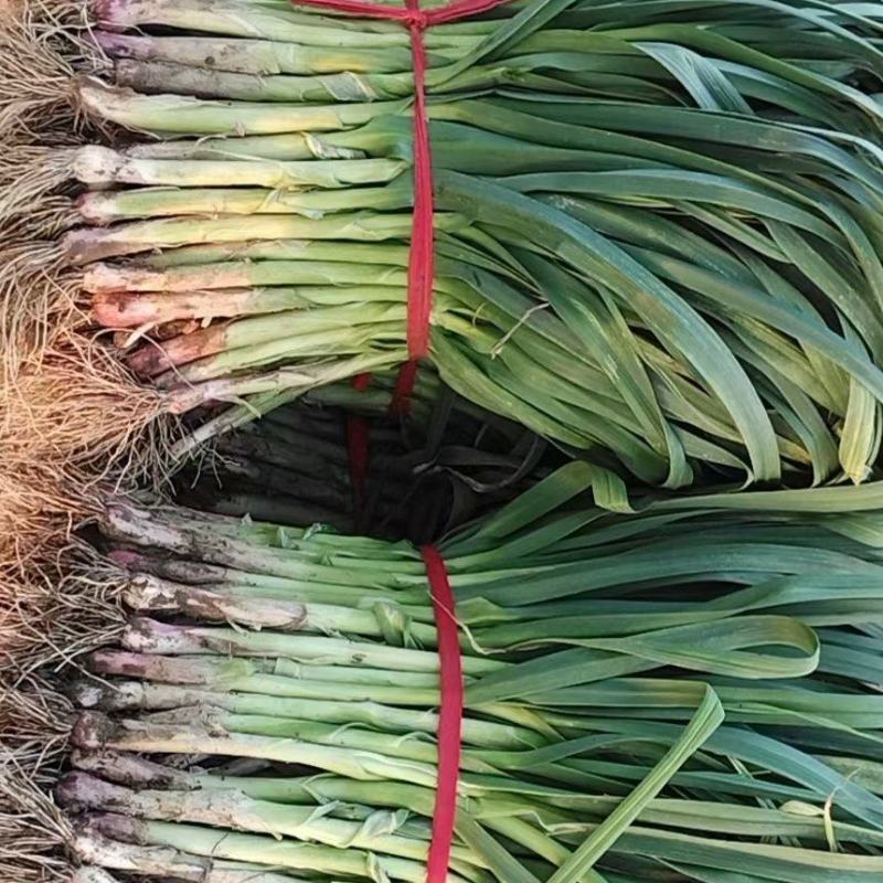 红根蒜苗