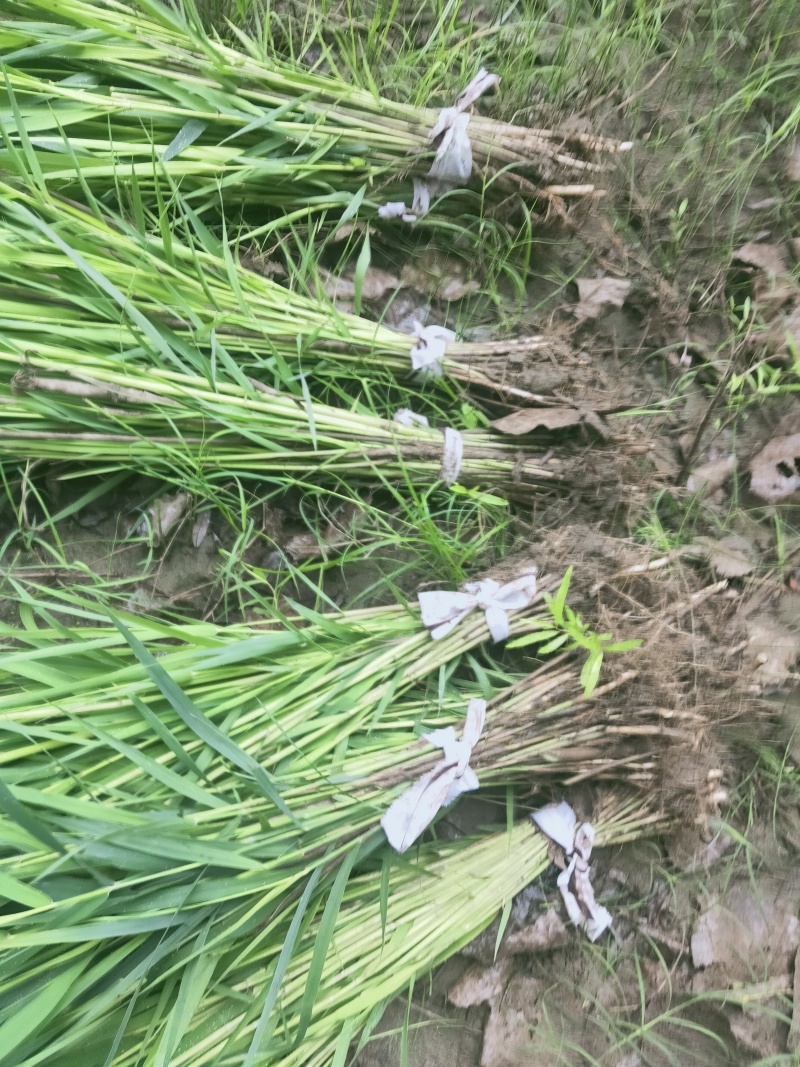 【精选】芦苇规格齐全产地一手货源直发价格优惠欢迎合作