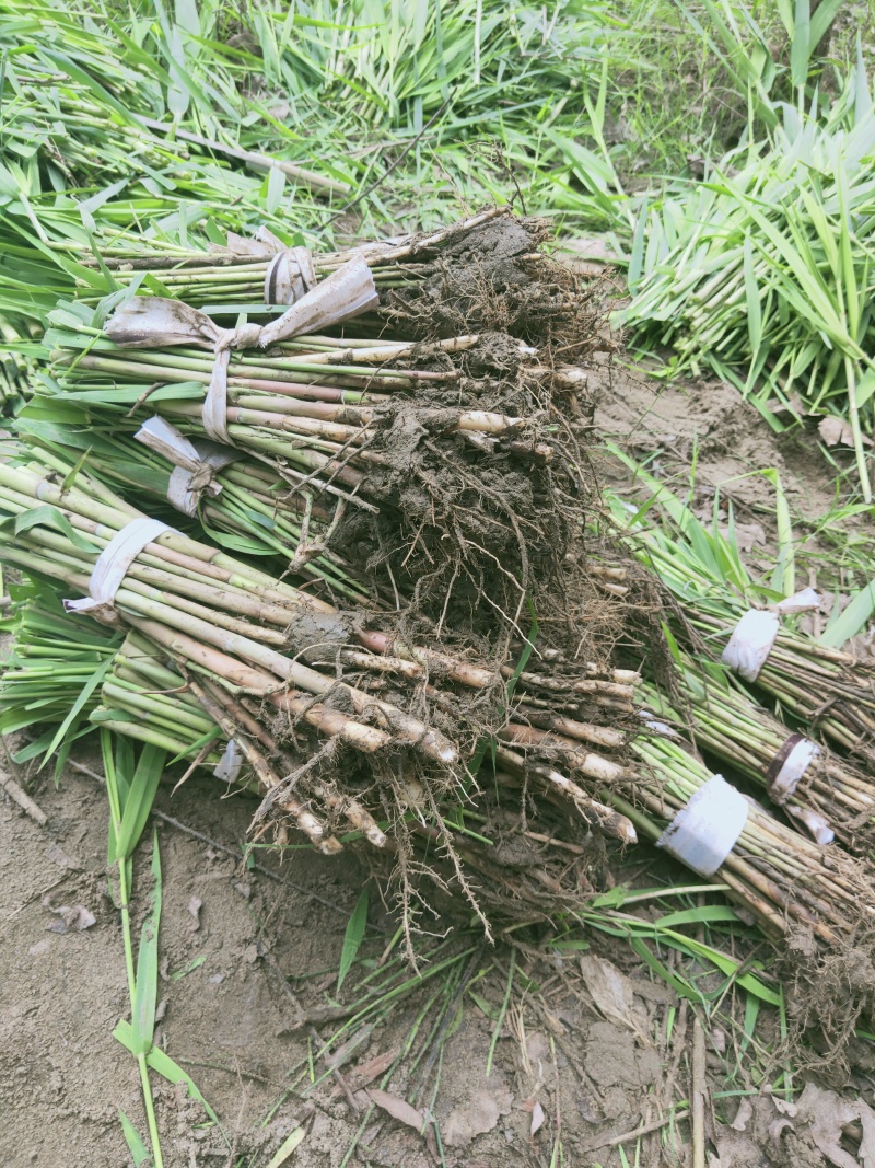 【精选】芦苇规格齐全产地一手货源直发价格优惠欢迎合作