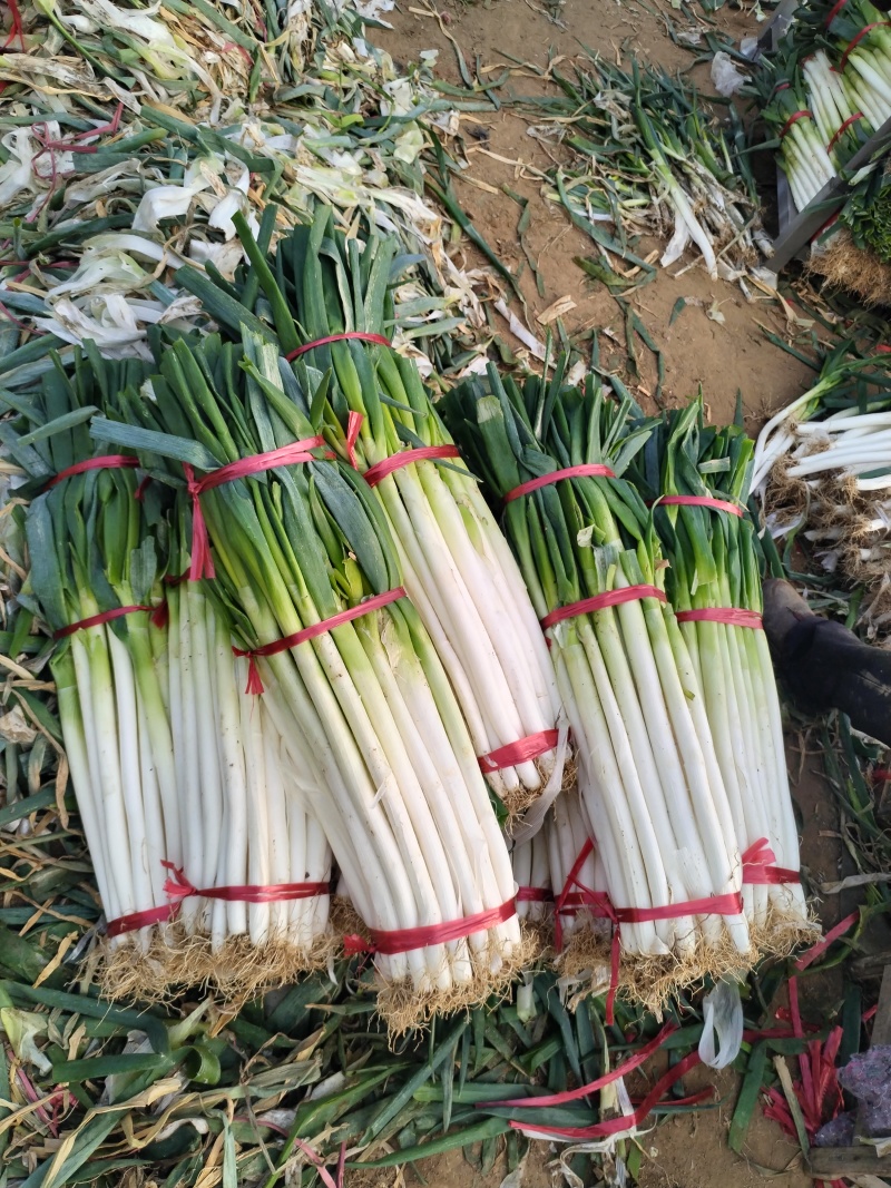 铁杆大葱