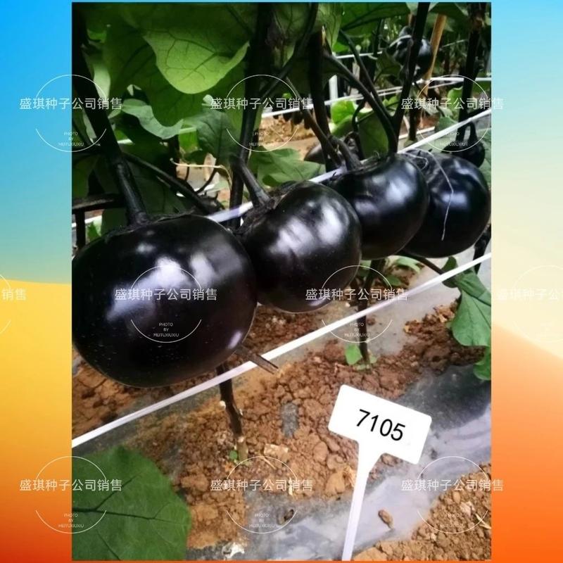 比亚久7105正圆茄种子紫黑色油亮型单果重约500克