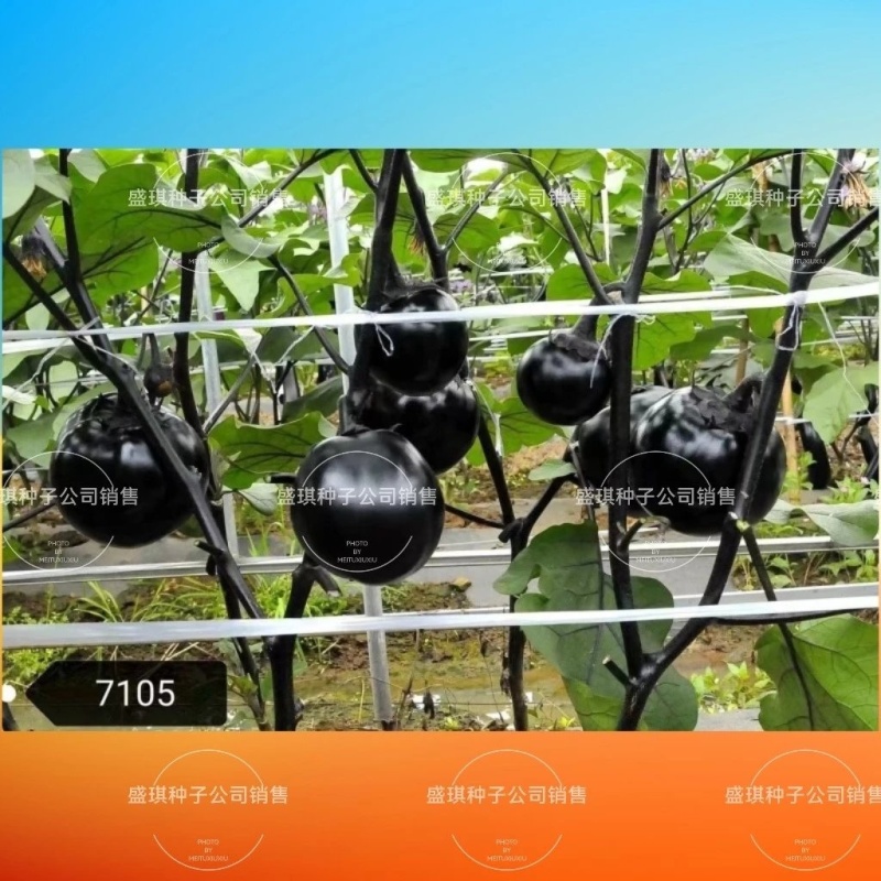 比亚久7105正圆茄种子紫黑色油亮型单果重约500克