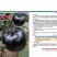 比亚久7105正圆茄种子紫黑色油亮型单果重约500克