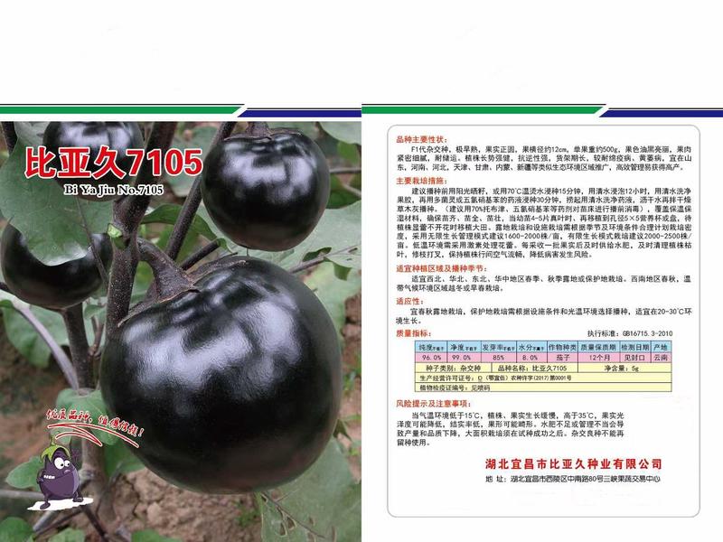比亚久7105正圆茄种子紫黑色油亮型单果重约500克