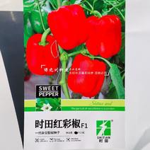 时田红彩椒种子杂交一代早熟甜椒种子红色甜椒种子肉厚微甜