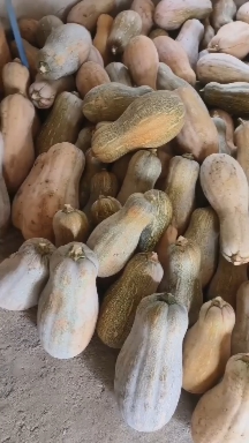 密本南瓜
