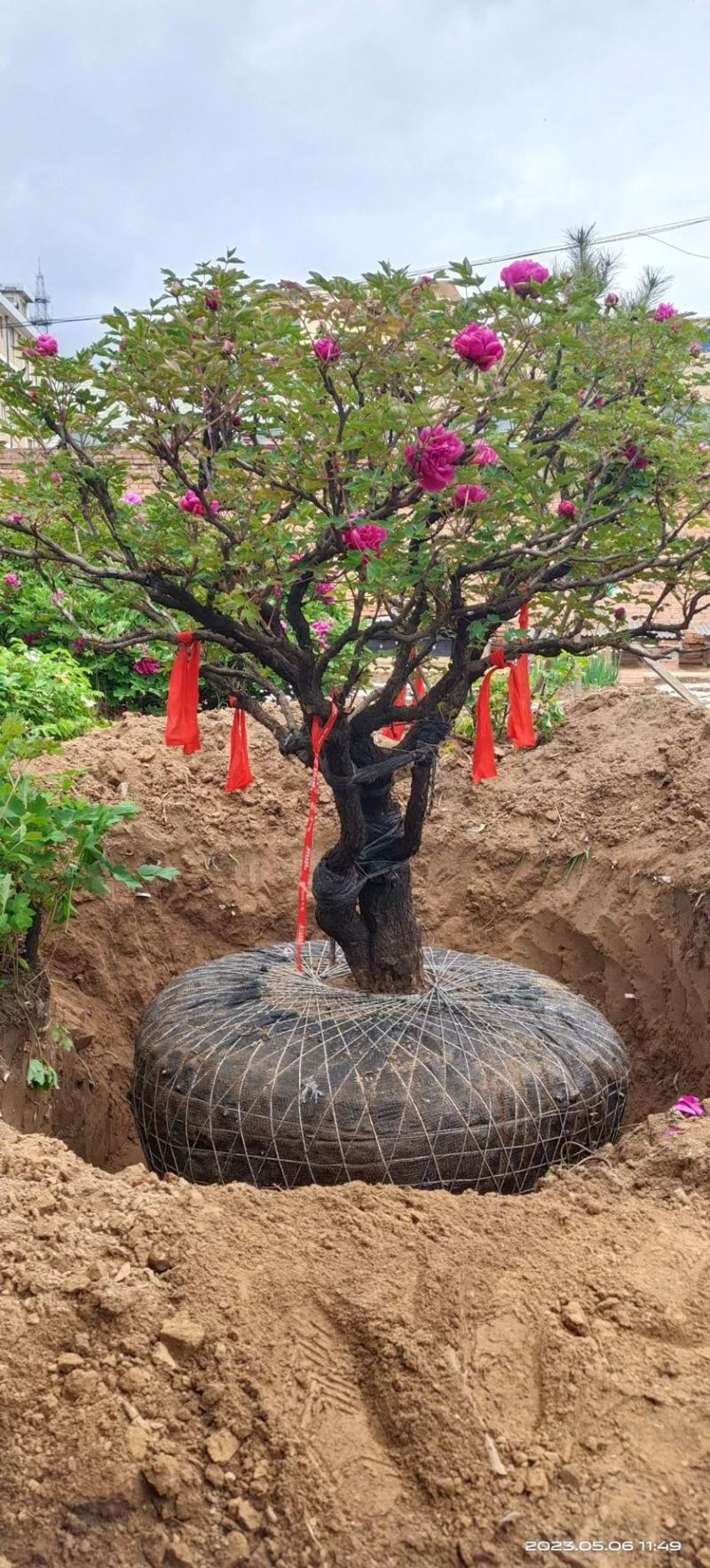 紫斑牡丹花树