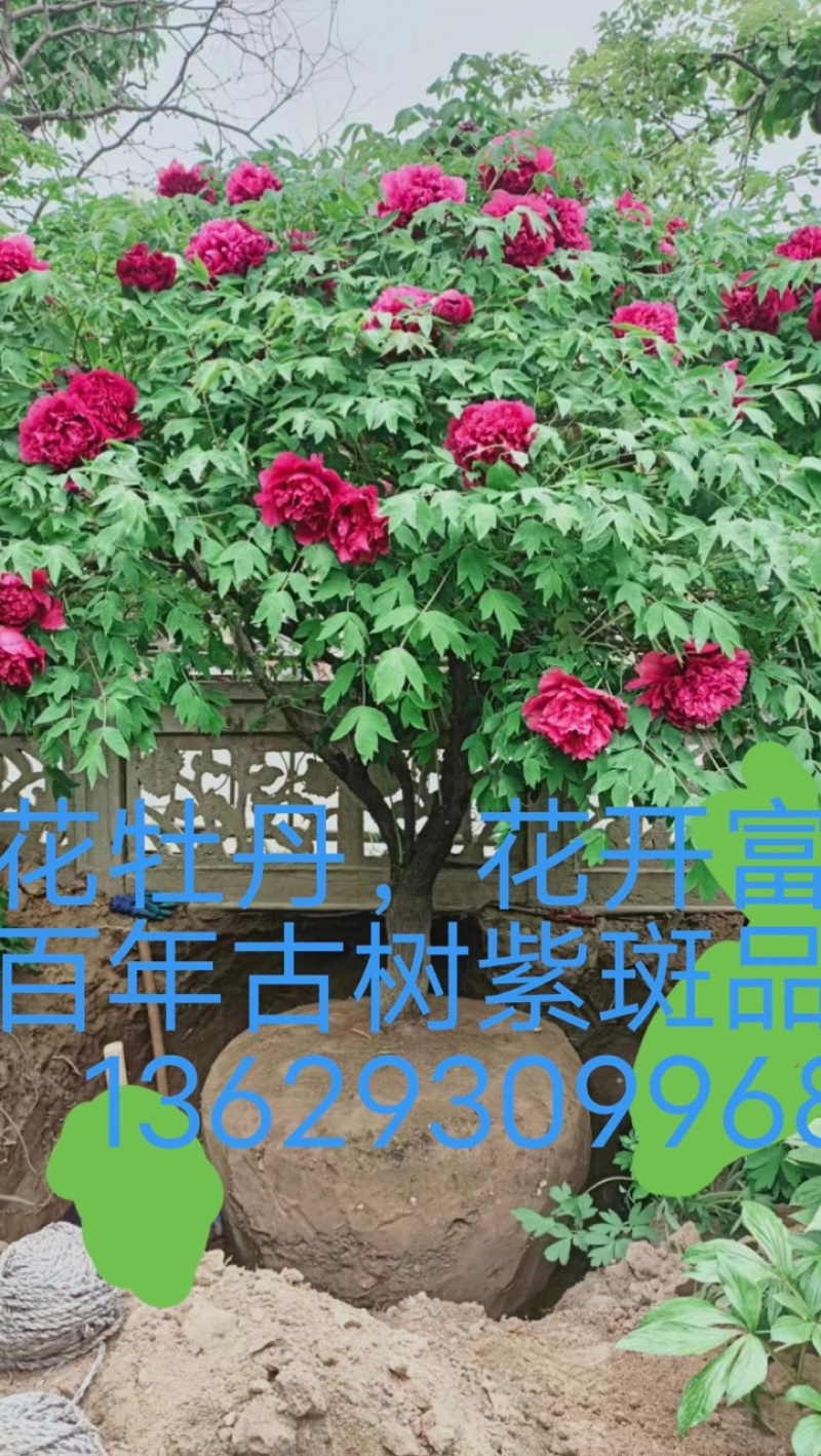 紫斑牡丹花树